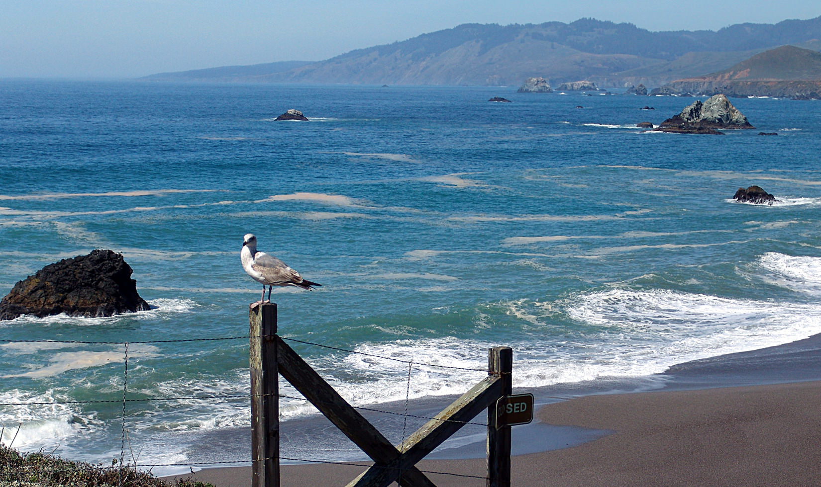 a dove in the center with a background of the Sonoma Coast beach. 