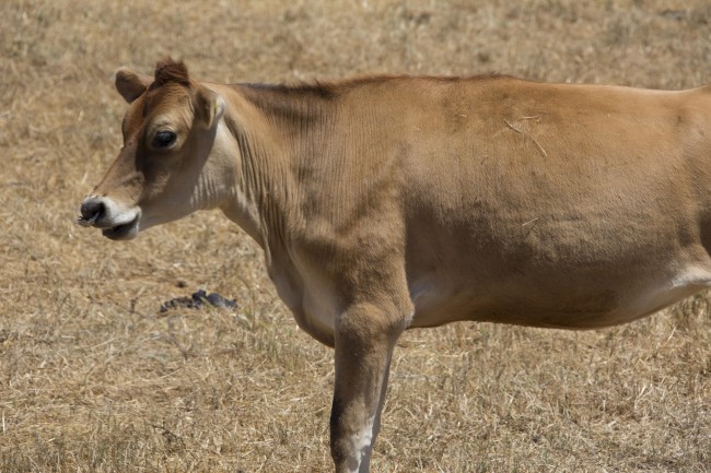 a brown cow in the field eating grass