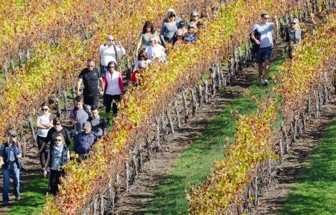 guests on a fall vineyard hike at Jordan Winery