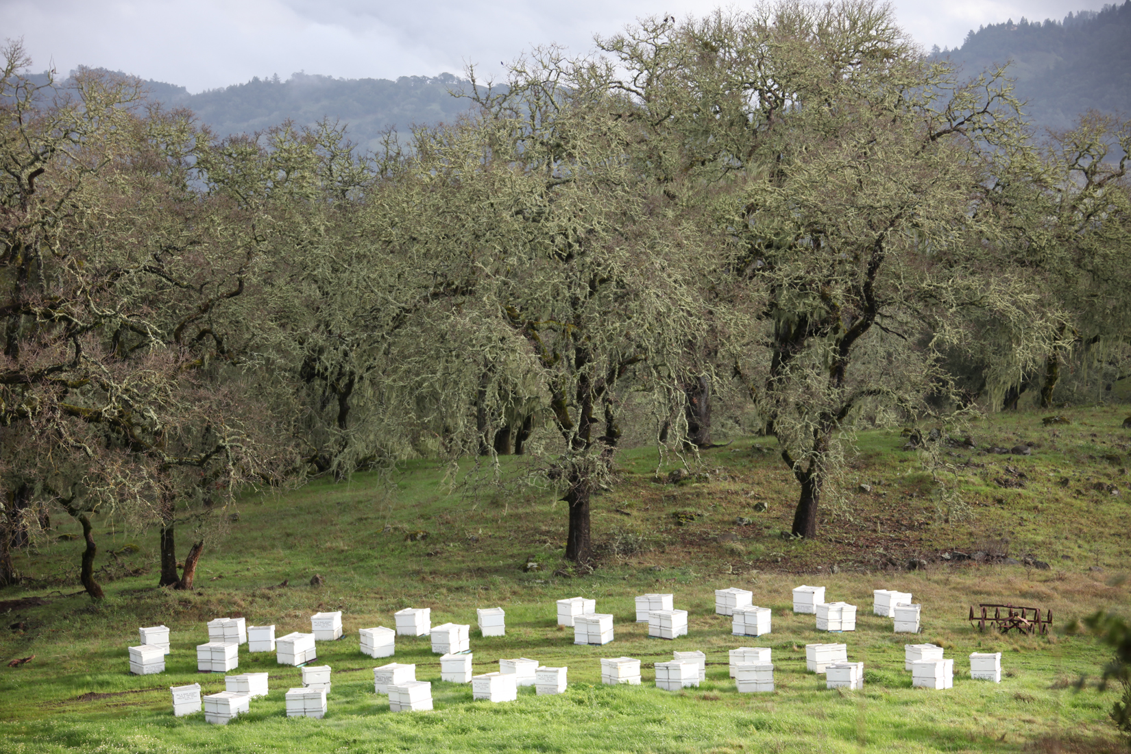Becoming a Flow Hive Beekeeper Jordan-Winery-bee-boxes-across-from-Petit-Verdot-vineyard_3974