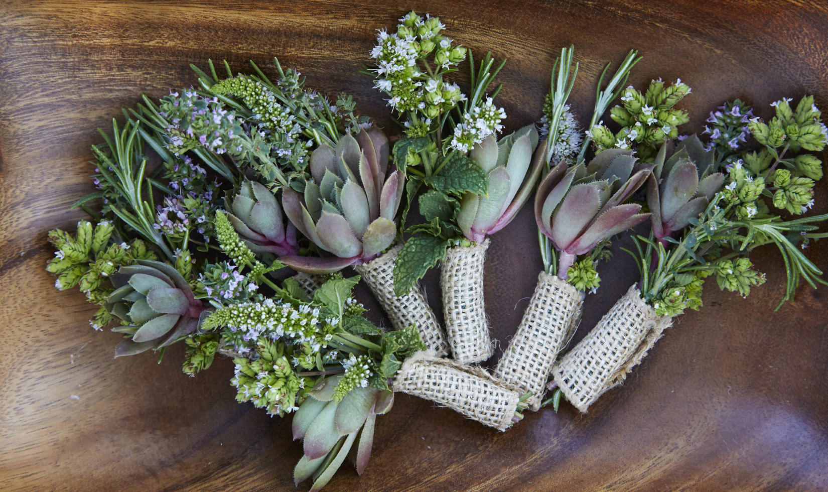 succullent plants for decorations at home