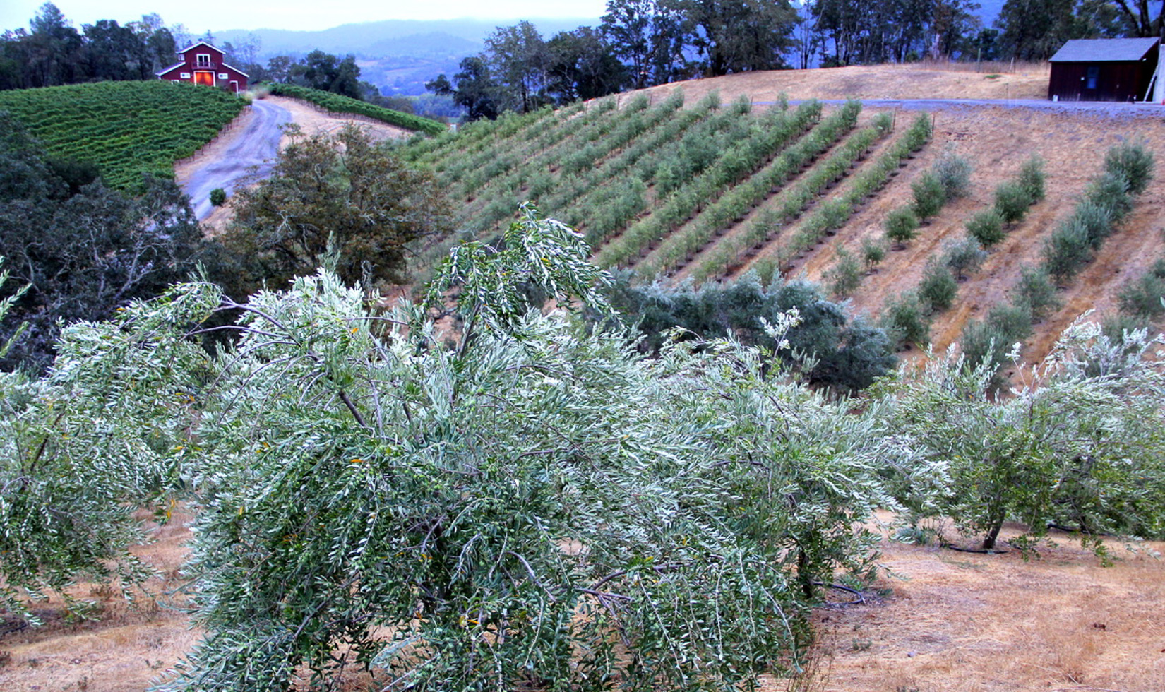 Trattore Farms Dry Creek Olive Oil Trees with a barn