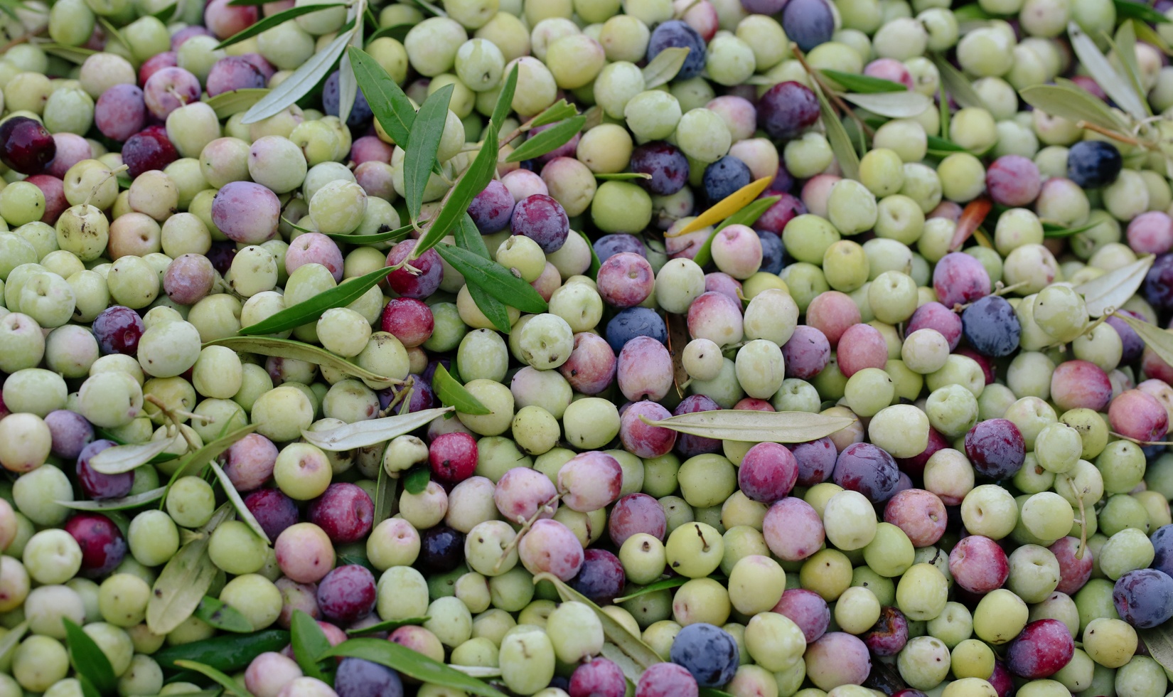 Olive Oil Health Benefits green and ripe olives with leaves that's already harvested