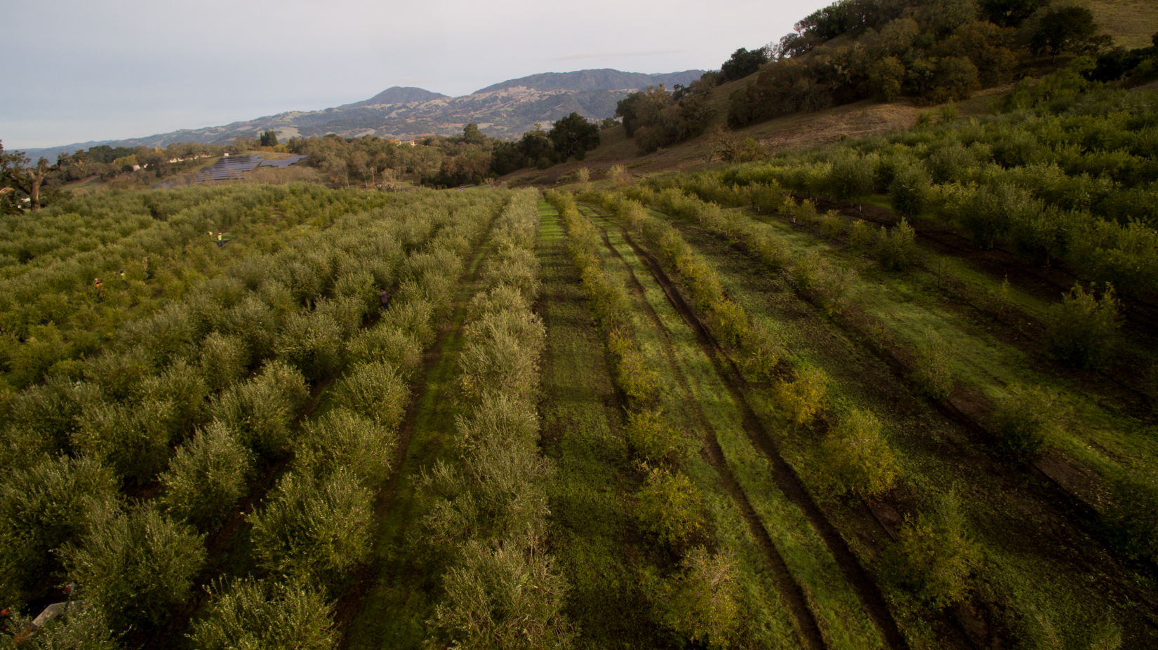 Olive Oil Health Benefits rows of olive trees aerial view mountain views in background