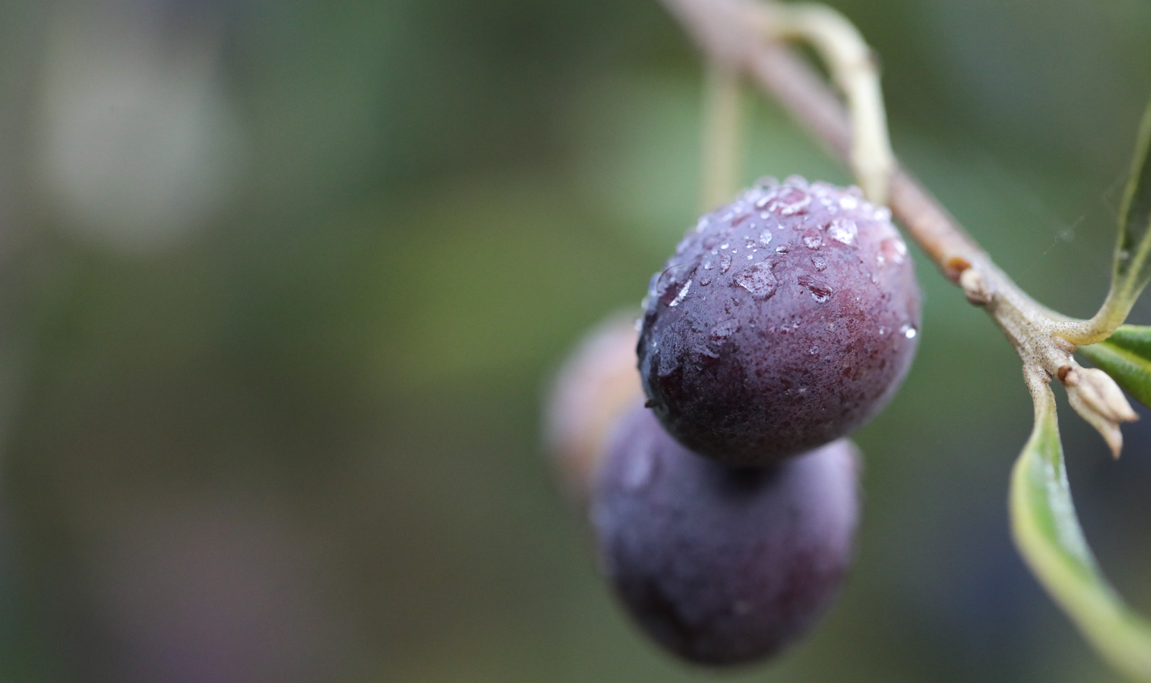 Olive Oil Health Benefits ripe olives on branch at Jordan Winery