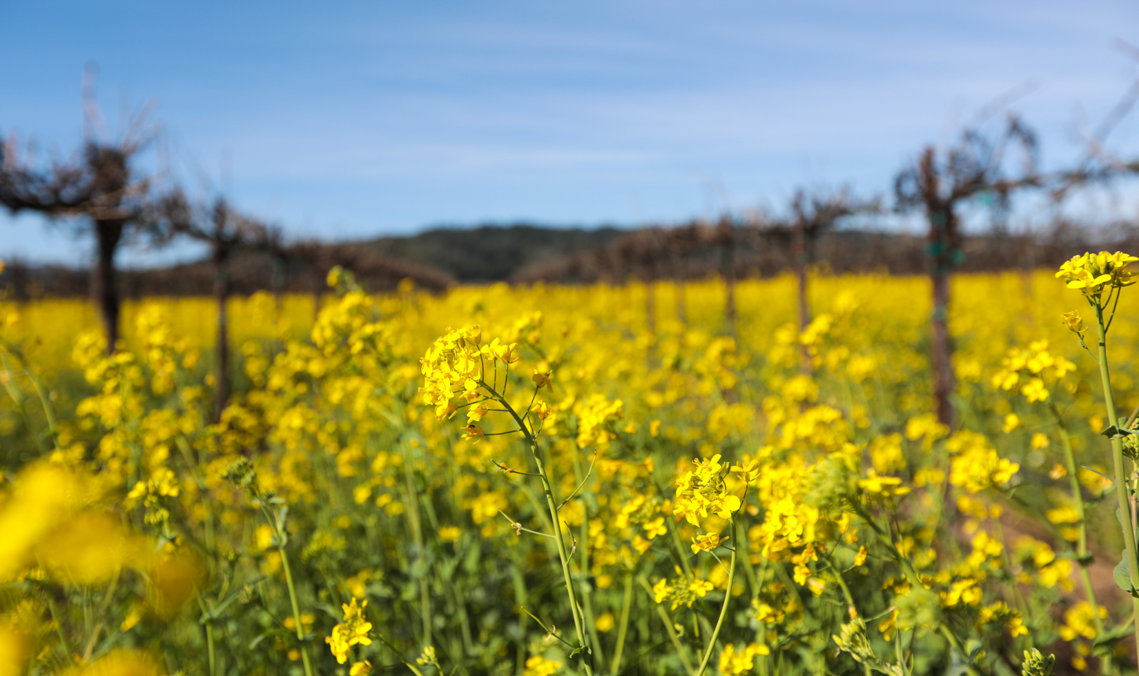 Places for Wildflowers in Sonoma County close up of mustard cover crop growing between rows of vines