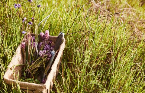 foraging basket with wildflowers and spring foraging tools in grass at Jordan Winery
