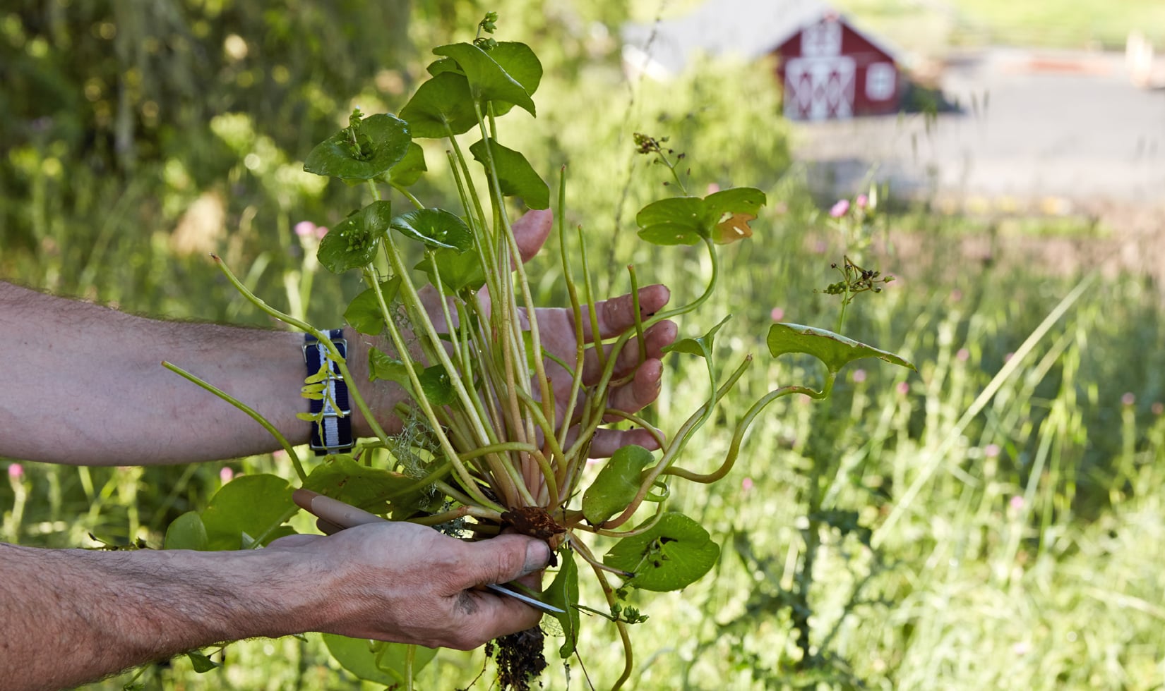 Miners Lettuce, wild edible plants