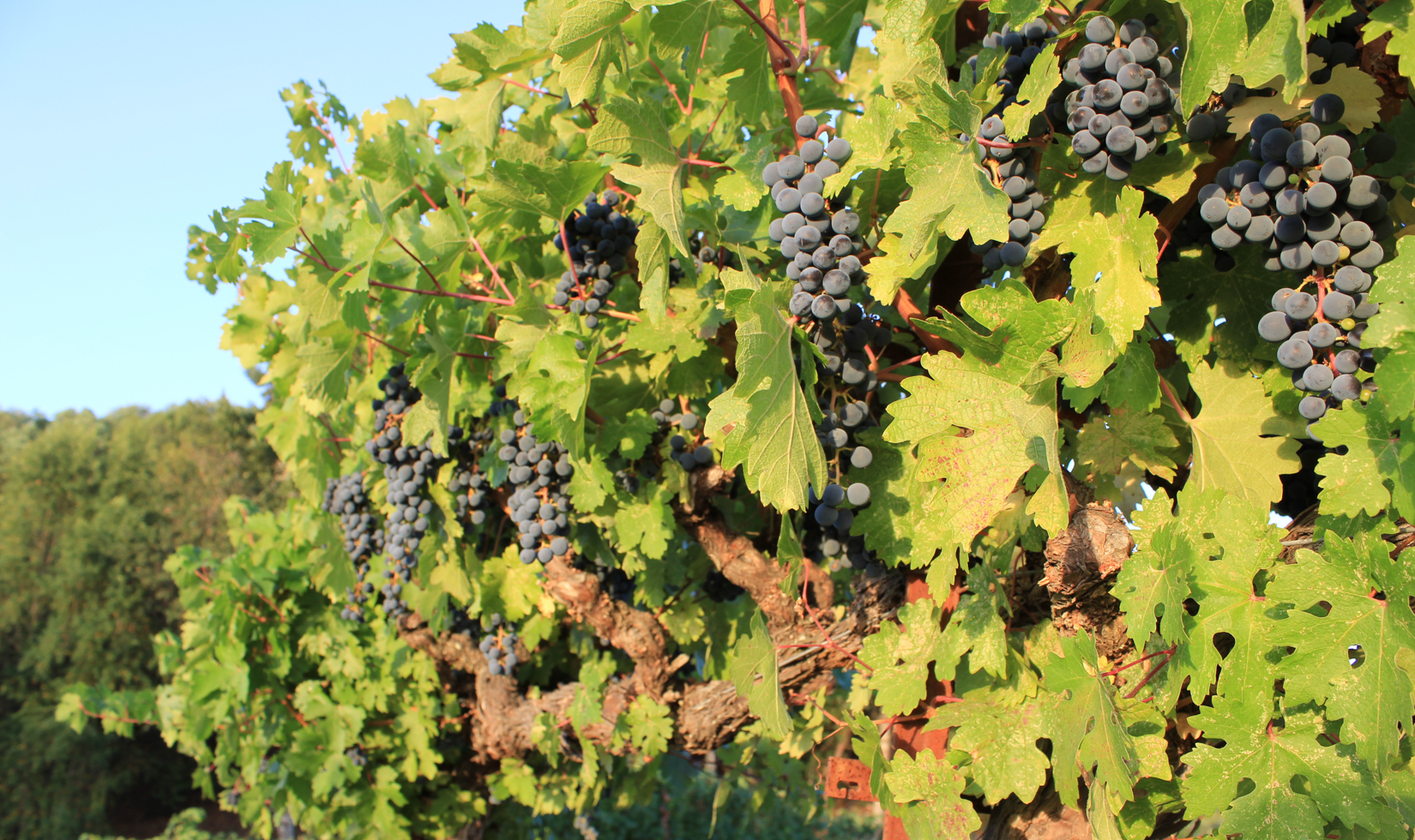 red grapes hanging on vine