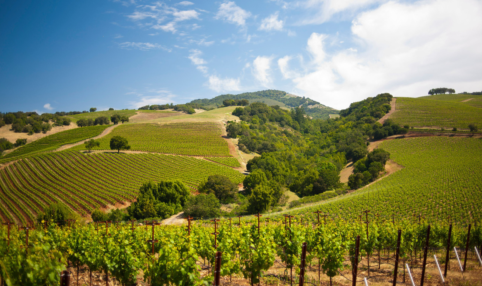 kunde winery vineyard views from sonoma county