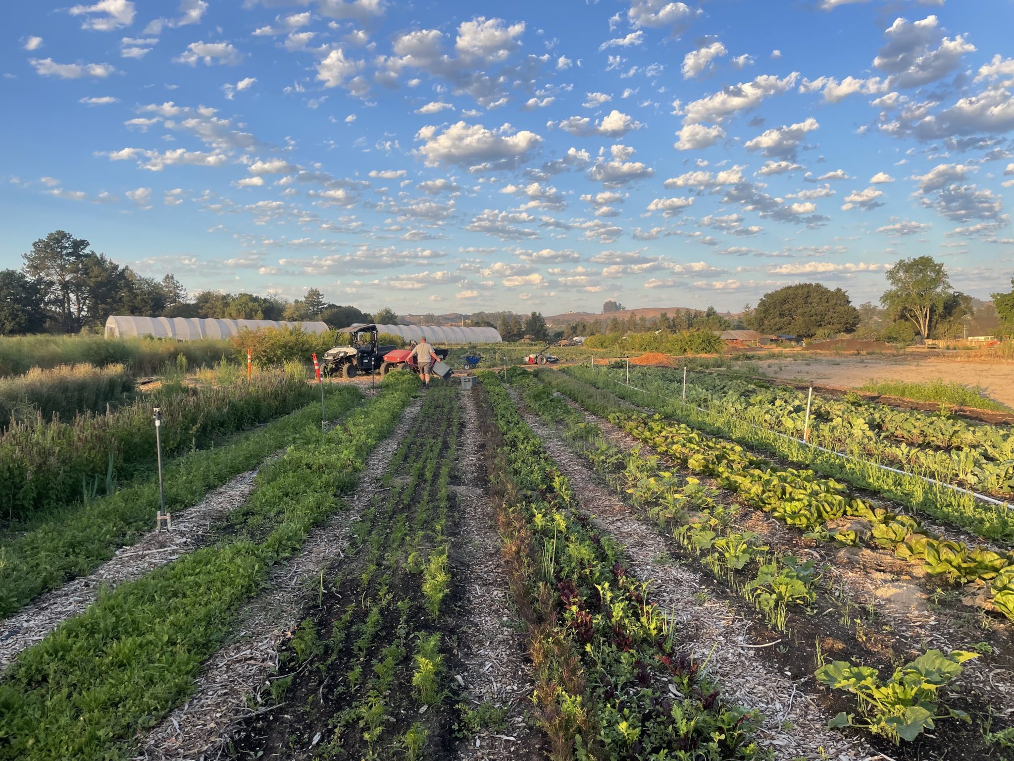 Rows of crops at farm under sky with puffy clouds.