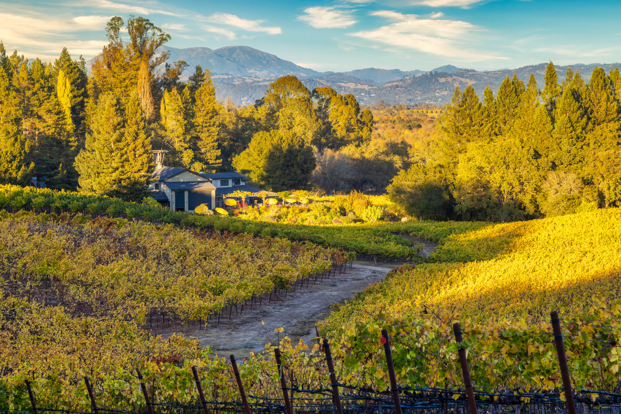 Colorful leaves on vines in front of vineyard on crisp, clear autumn day.