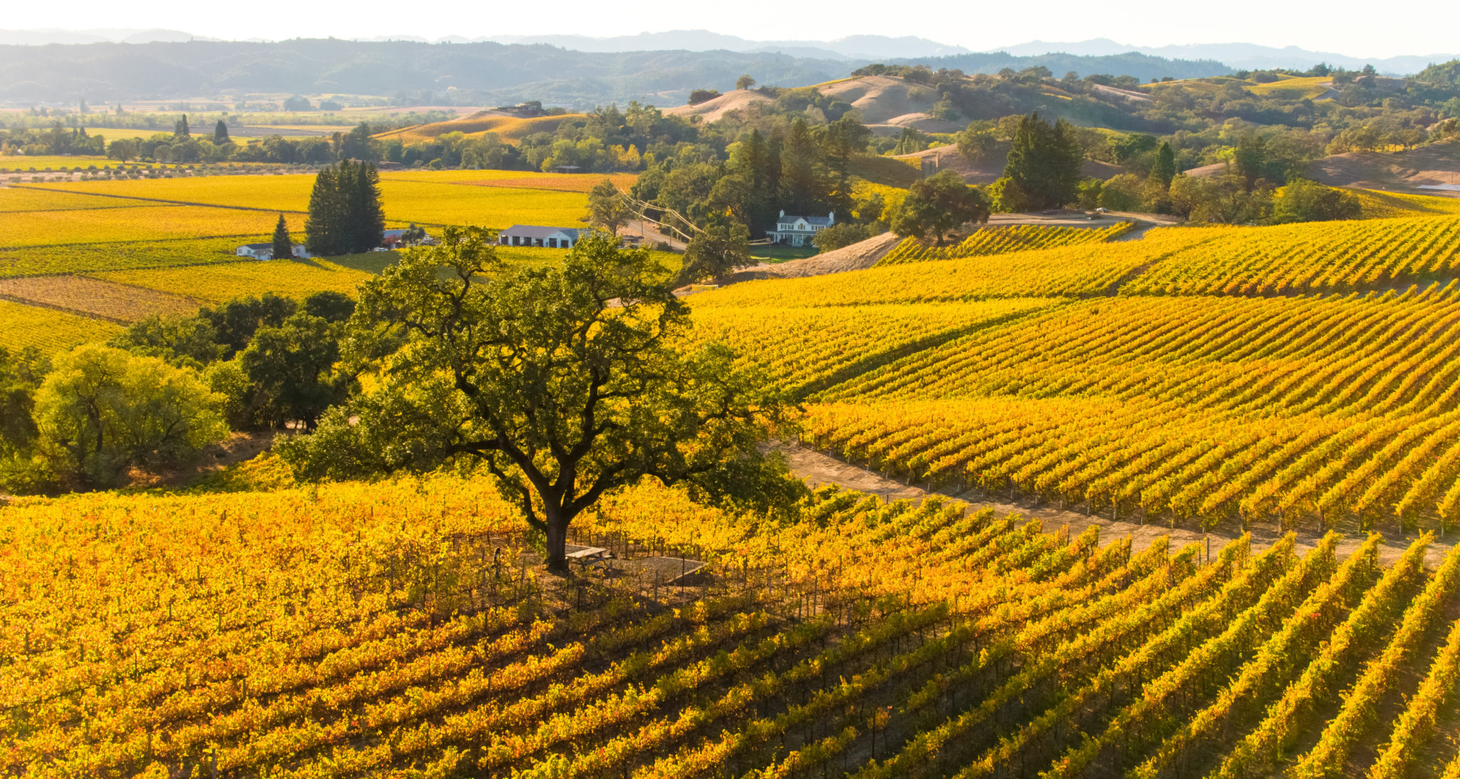 Vineyard with autumn colors on the vines. 