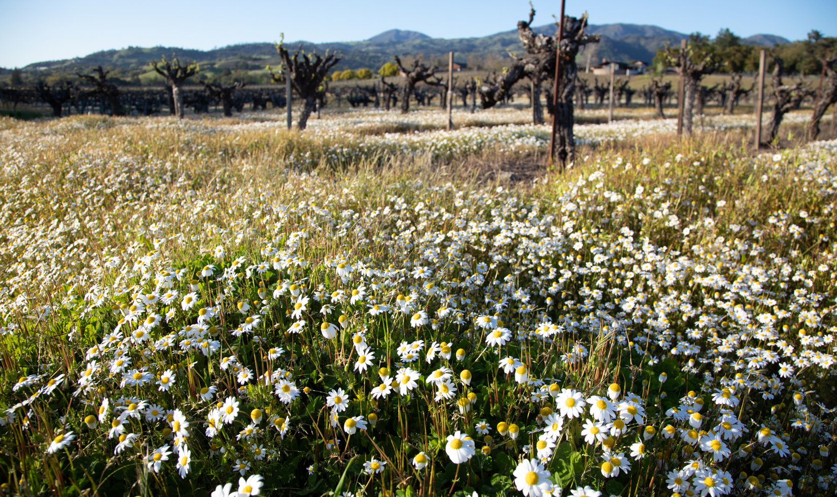 Places for Wildflowers in Sonoma County chamomile wildflowers growing in between grapevines
