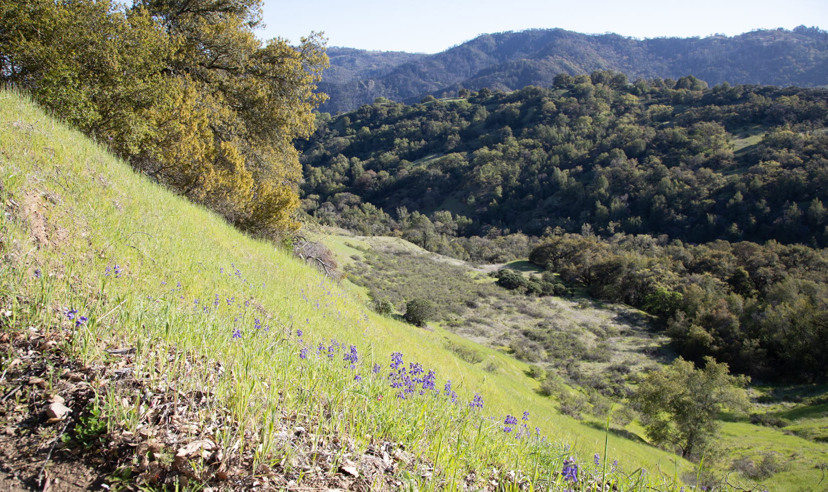 Places for Wildflowers in Sonoma County purple wildflowers growing on side of mountain with views of large mountains and trees