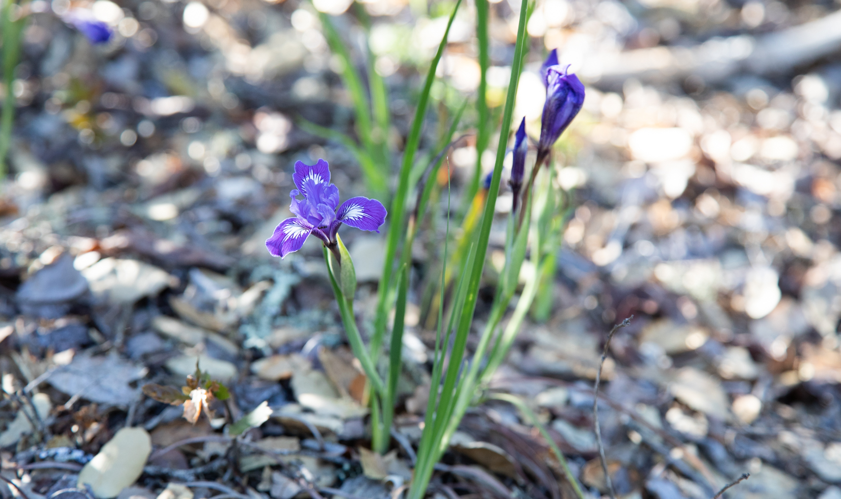 Places for Wildflowers in Sonoma County purple wildflower growing in dirt