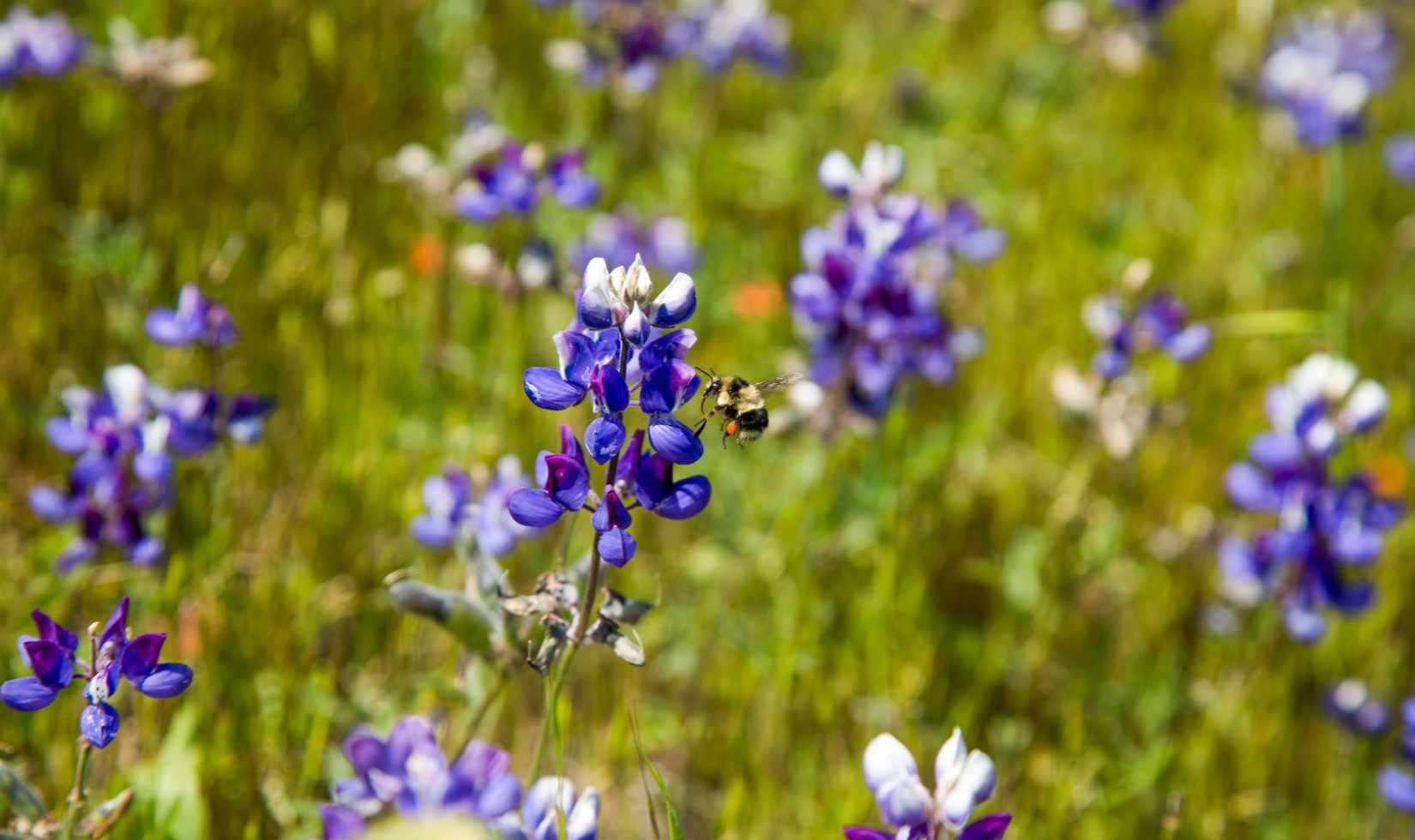 Places for Wildflowers in Sonoma County Bee flying by purple flower on Jordan Estate